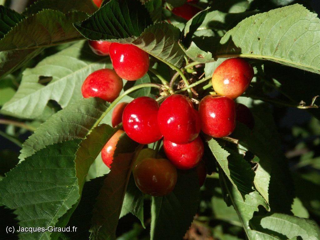 2005-06-03 20-23-30 Mai 200,0mm 1_200_eme F9,0.JPG